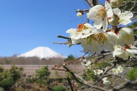 2017.04.14の富士山